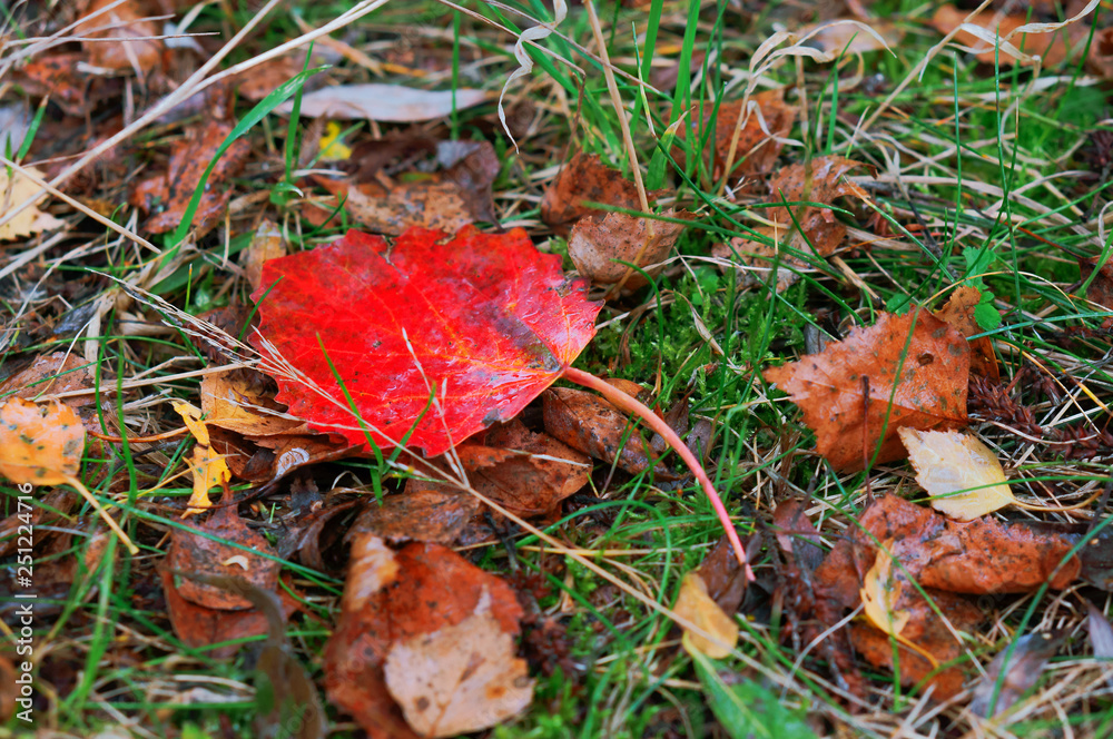 Autumn leaves. Yellow oak leaves. Aspen red leaves. Autumn leaves. Yellow oak leaves. Aspen red leaves.
