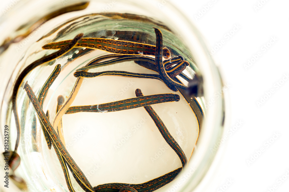 Hirudotherapy. Medical leeches in water before therapy. Hirudotherapy. Medical leeches in water before therapy.