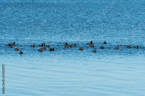 Coots together in a flock