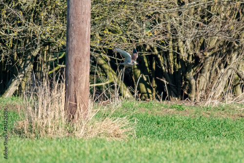 Bird of prey Kestrel (Falco tinnunculus)