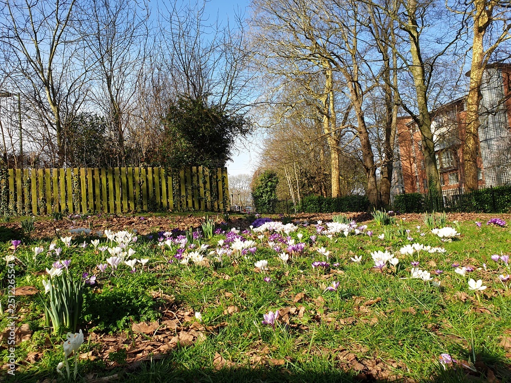 Obraz premium spring in the park