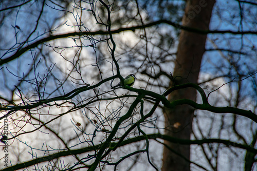 Vogel