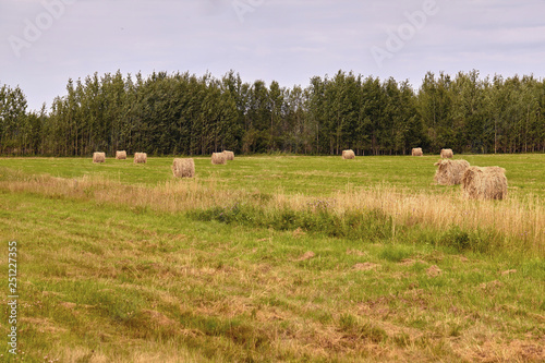 Haystack harvest agriculture field landscape. Agriculture field haystack view.