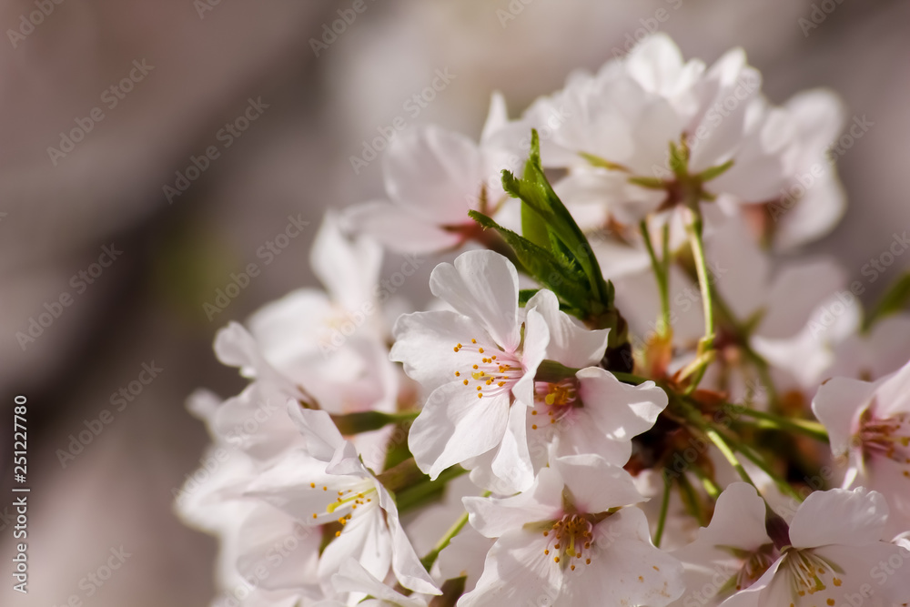 cherry tree flowers