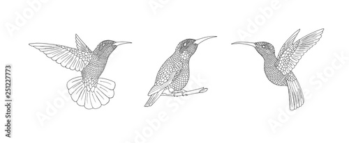 Zendoodle bird. Hand-drawn humming-bird with hand drown doodle feathers.