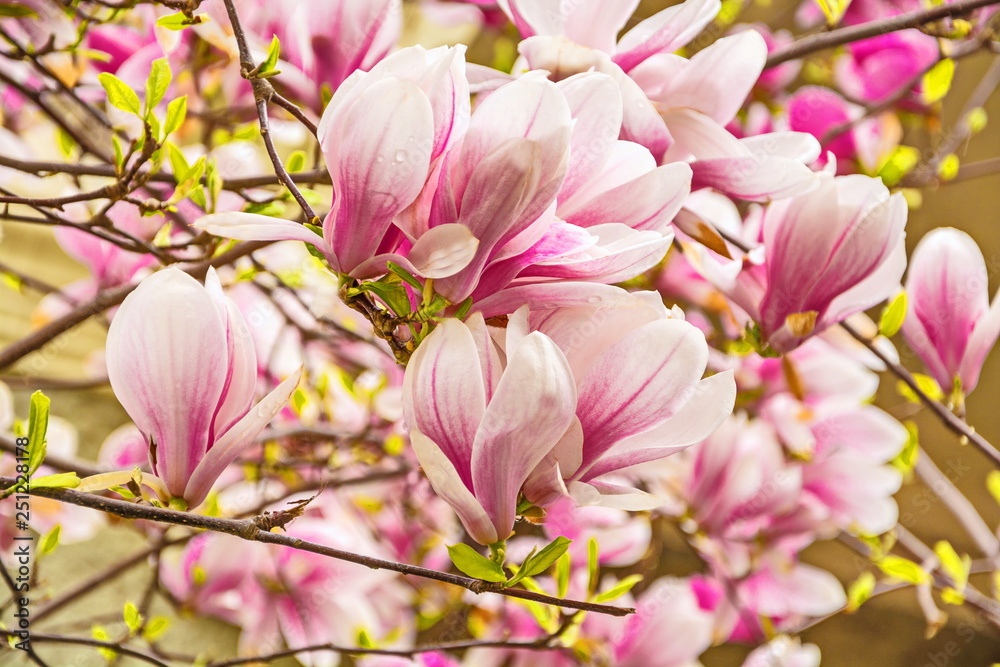 Delicate white and pink magnolia flowers