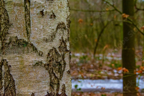 Baum