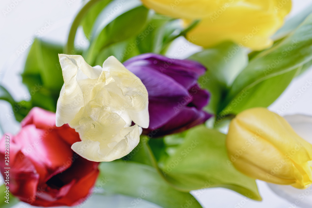 Fototapeta premium Bouquet of beautifull multicolored tulips blured on a white background for wedding day or other celebrations, macro