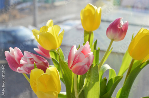 colorful bouquet of tulips on the background of the window, yellow and pink spring flowers