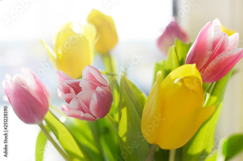 Fototapeta Naklejka Na Ścianę i Meble -  colorful tulip flowers background, blurred flowers.