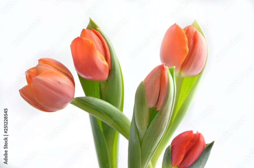 Fototapeta premium colorful tulip flowers background