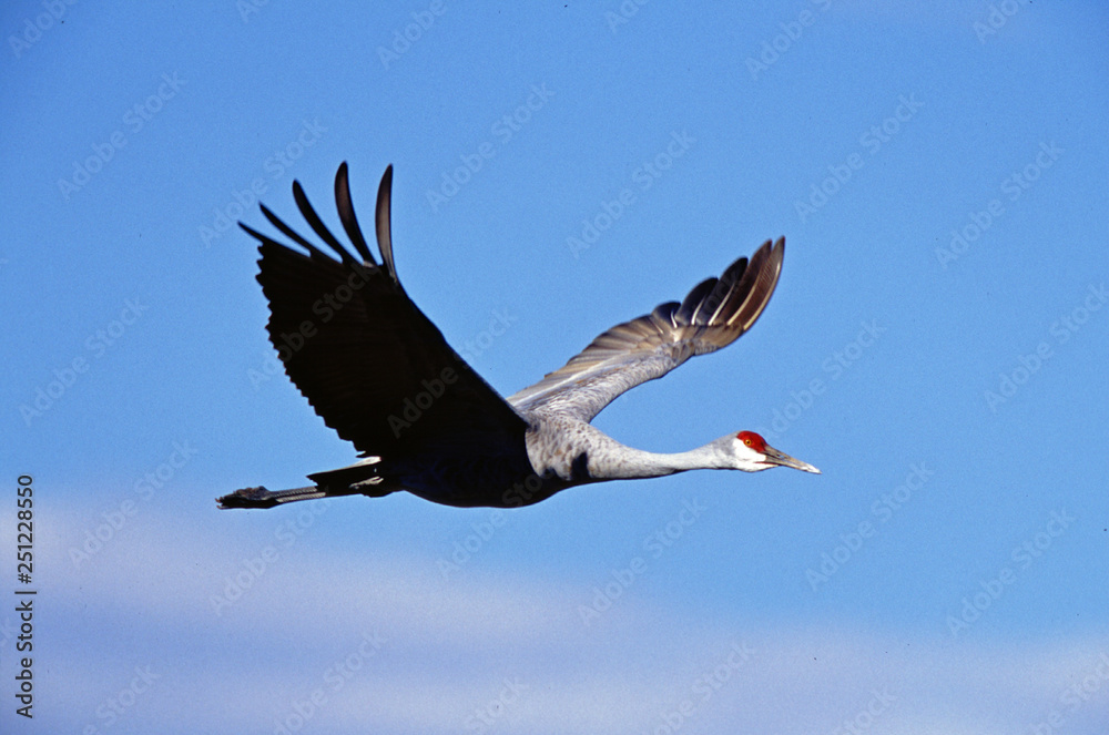 Obraz premium Sandhill Crane in-flight Bosque del Apache National Wildlife Refuge