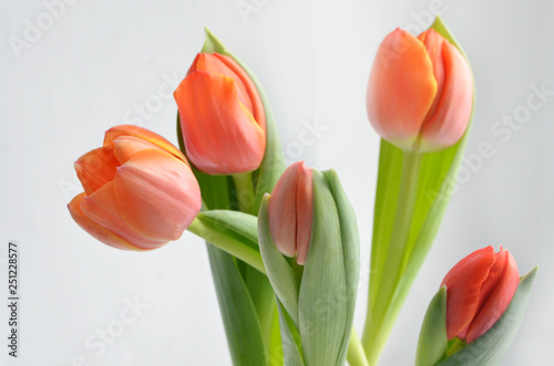 colorful tulip flowers background