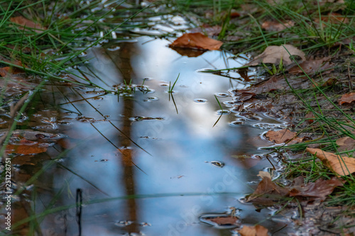 Wald