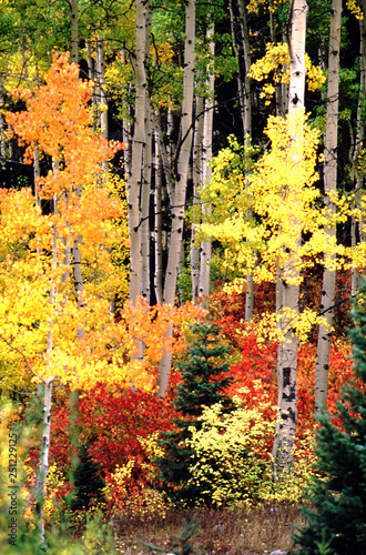 Fall color colorful Aspens Utah Wasatch Mountains