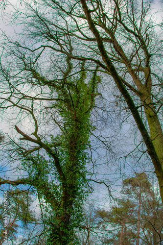 Baum