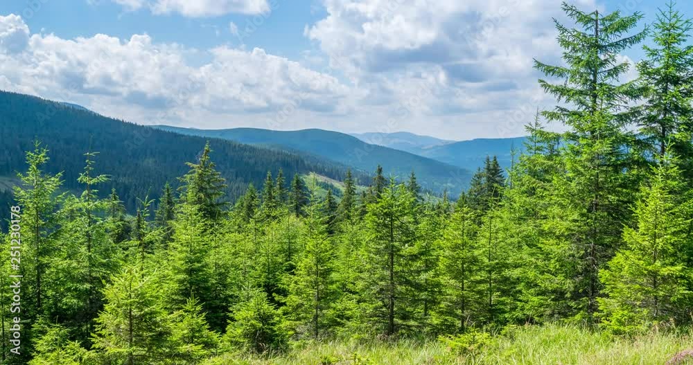 4k Zoom in Timelapse of fir trees in the mountain forest on sunny day 4k Zoom in Timelapse of fir trees in the mountain forest on sunny day