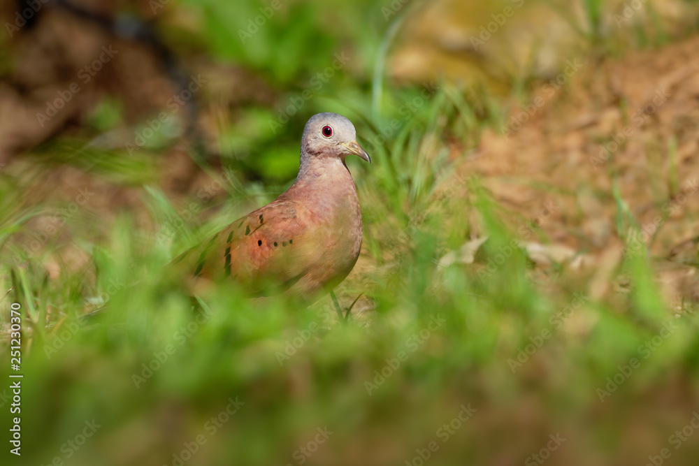 Ruddy Ground-dove - Columbina talpacoti, small New World tropical dove, resident breeder from Mexico south to Peru, Brazil Ruddy Ground-dove - Columbina talpacoti, small New World tropical dove, resident breeder from Mexico south to Peru, Brazil
