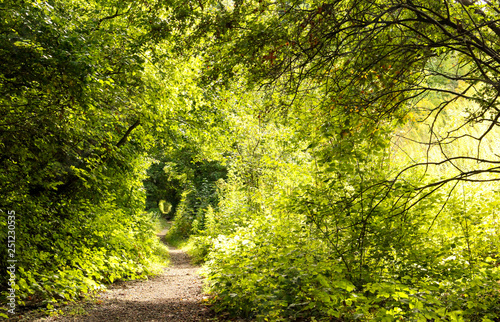 A mysterious winding path in a lush forest illuminated by sunlight. Tunnel of trees with a track amid the thicket of bushes on a bright sunny day. Restful surroundings for hiking. Seasonal background. photo