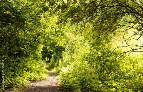 Foto A mysterious winding path in a lush forest illuminated by sunlight