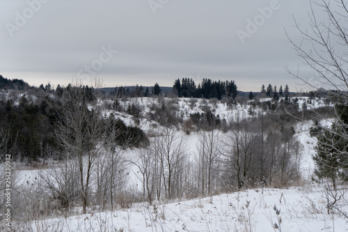 Winter trees landscape snow plants  © Martin