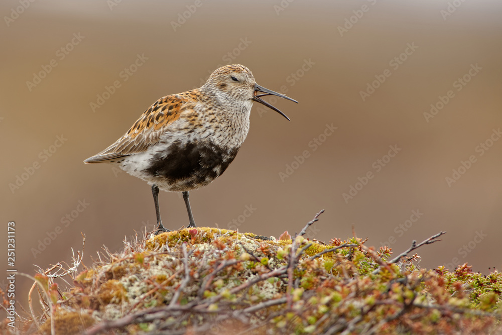 Dunlin - Calidris alpina small wader, sometimes separated with the other 