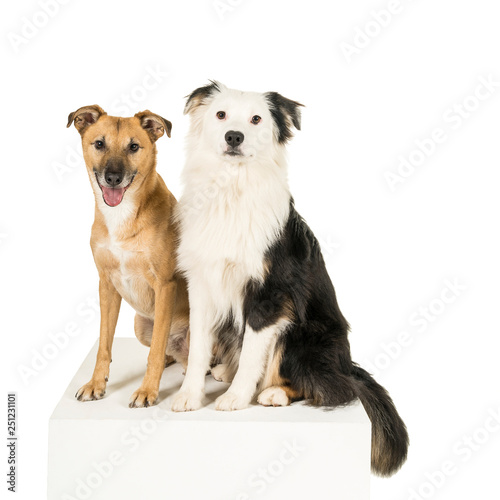 Mixed breed dog and Australian shepherd in white background looking at camera