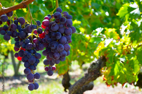 Wine Grapes on the Vine
