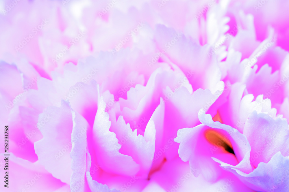 Magenta Flower with White Magenta Flower with White