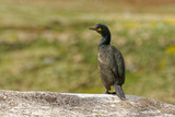 European Shag -  Phalacrocorax aristotelis is a species of cormorant. It breeds around the rocky coasts of western and southern Europe, southwest Asia and north Africa