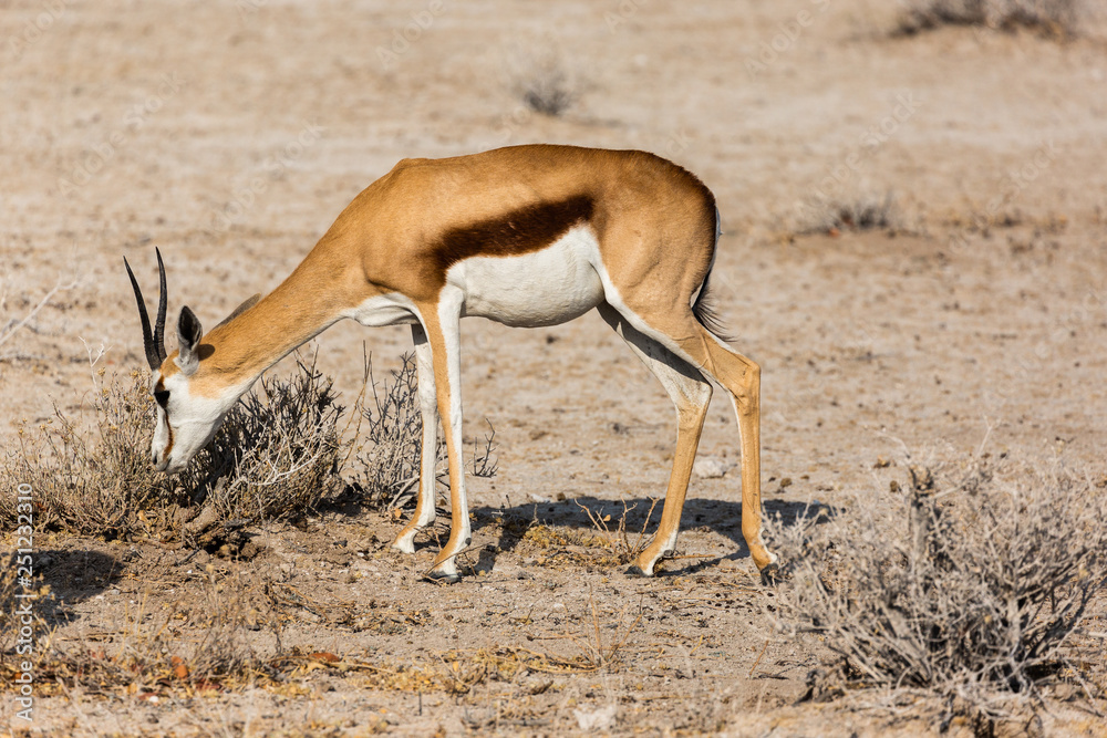 Grazing Springbok (Antidorcas marsupialis) inside Etosha National Park, Namibia Grazing Springbok (Antidorcas marsupialis) inside Etosha National Park, Namibia