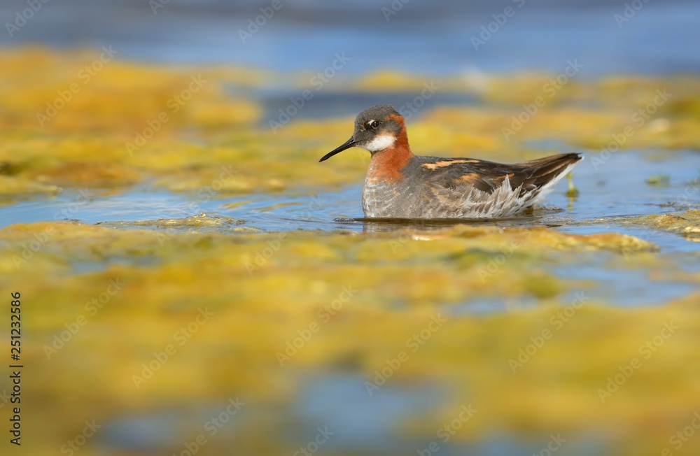 Red-necked Phalarope - Phalaropus lobatus at morning from Varanger with blue background Red-necked Phalarope - Phalaropus lobatus at morning from Varanger with blue background