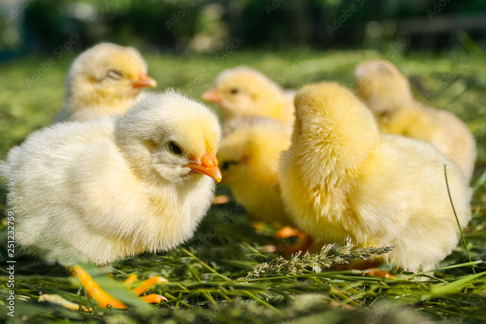 Group of small chickens. Beautiful little chickens on green background. Easter concept image. Yellow chickens on a lawn on a farm. Small chicks in the grass. Yellow chickens and one black.