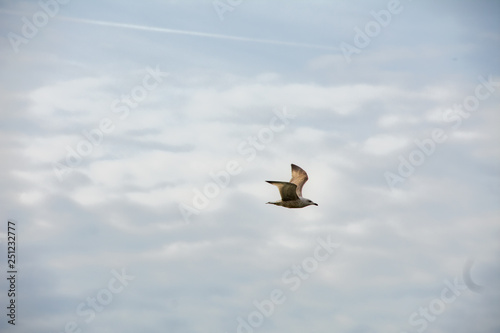 Möwe