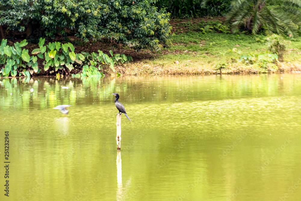 SÃO PAULO - PARQUE DA ACLIMAÇÃO SÃO PAULO - PARQUE DA ACLIMAÇÃO
