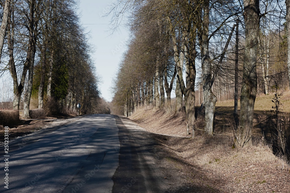 Forest road on a sunny day early spring Forest road on a sunny day early spring
