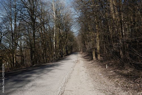 Forest road on a sunny day early spring