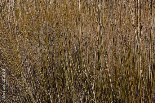 Thin branches of a young tree on the edge of the forest