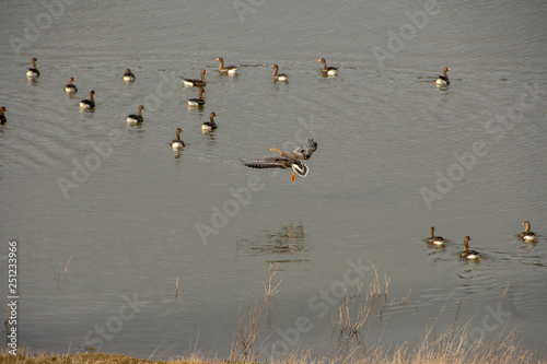 Ente
