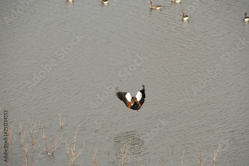 Ente