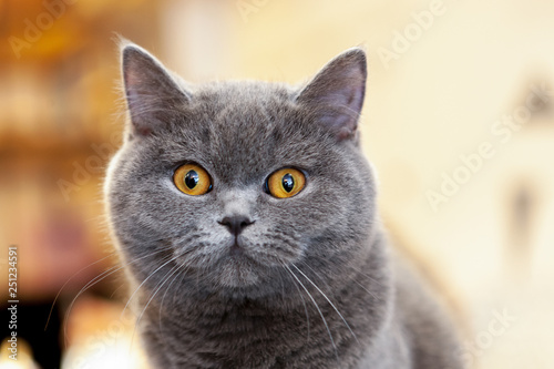 beautiful portrait of a British Shorthair lilac. the cat looks and waits. playful cat waiting for a toy. for decoration and design © Andrii