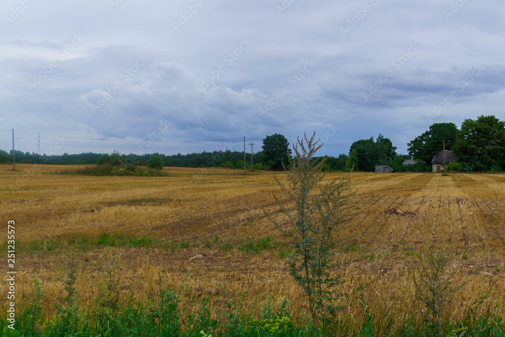 Endless fields in the village after harvest.The photo was taken in the Latvia.