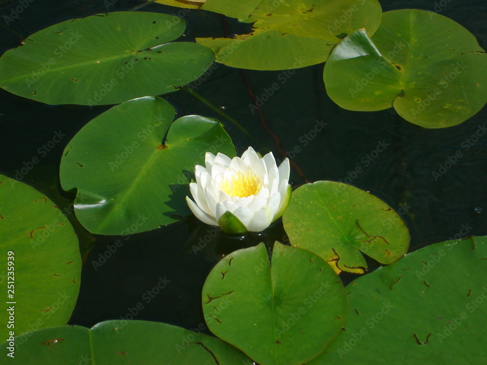 White Water Lily on Black Water Background White Water Lily on Black Water Background