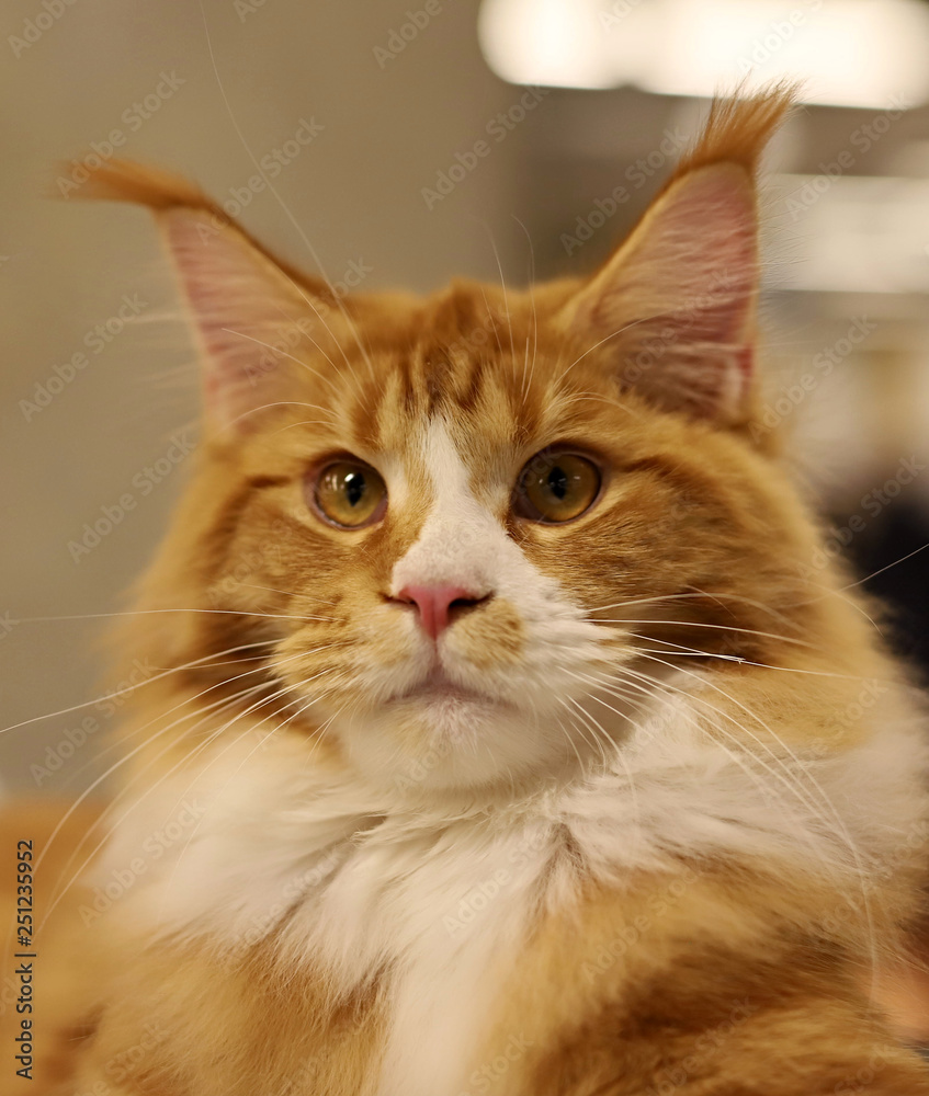 cat, beautiful portrait of a purebred cat