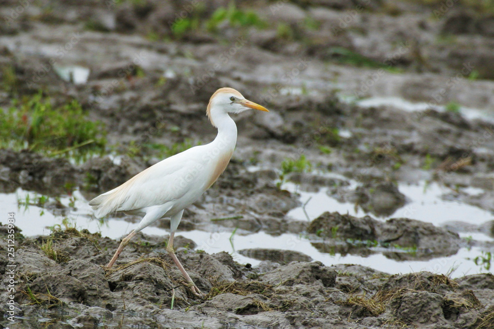 Cattle Egret, Bubulcus ibis, hunting in field Cattle Egret, Bubulcus ibis, hunting in field