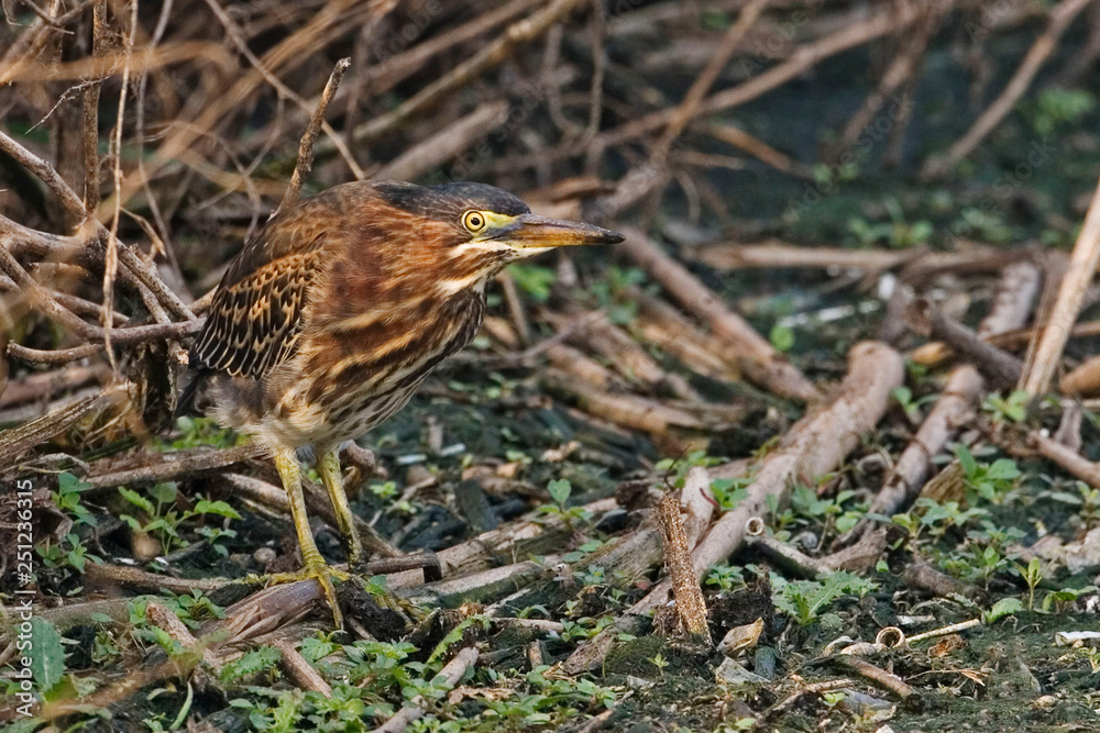 Juvenile Green Heron, Butorides virescens Juvenile Green Heron, Butorides virescens