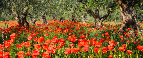 Poppies under olive trees in panorama