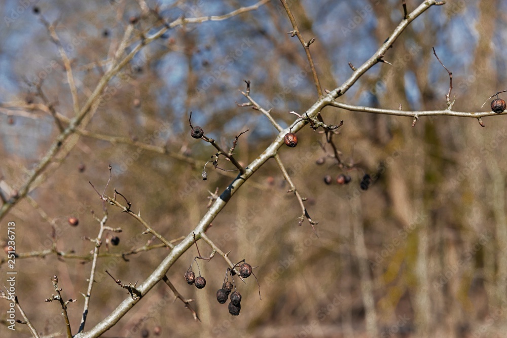 Branch of dried berries rowan
