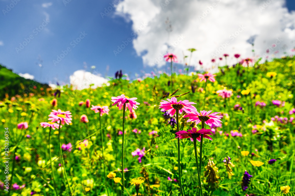 Beautiful meadow in spring - meadow flowers bathed in the spring sunlight