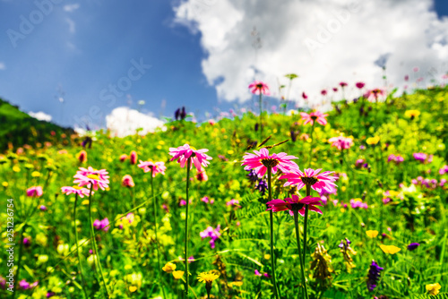 Fototapeta Naklejka Na Ścianę i Meble -  Beautiful meadow in spring - meadow flowers bathed in the spring sunlight